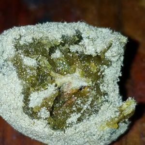 Meet your Posher, Chev